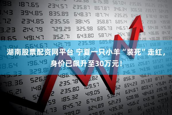 湖南股票配资网平台 宁夏一只小羊“装死”走红，身价已飙升至30万元！